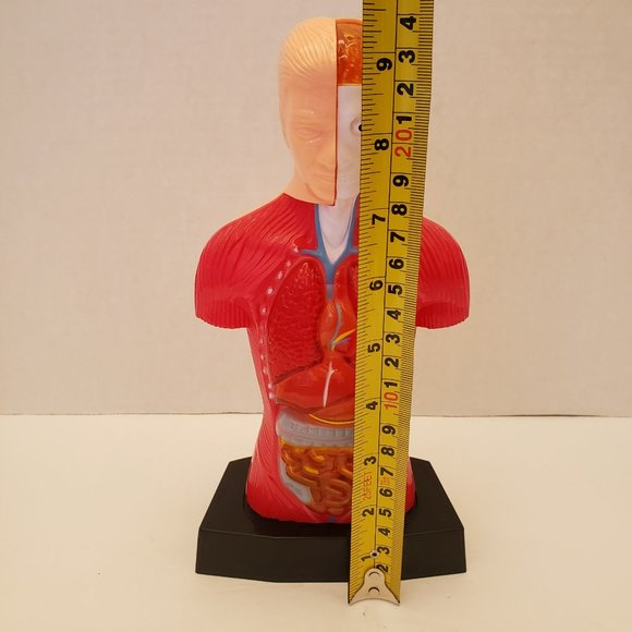 Medical Training Aid Torso Decor - Picture 2 of 9